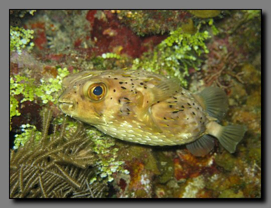 balloon fish